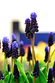 MUSCARI LATIFOLIUM