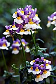 NEMESIA BLUEBERRY RIPPLE