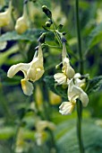 NEPETA GOVANIANA