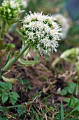 PETASITES ALBUS