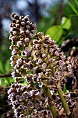 PETASITES HYBRIDUS