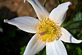 PULSATILLA VULGARISWHITE SWAN