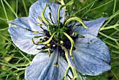 NIGELLA DAMASCENA MISS JEKYLL,  LOVE IN A MIST