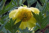 PAEONIA LUTEA,  YELLOW PAEONY