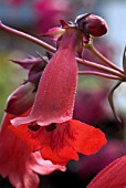 PENSTEMON FIREBIRD