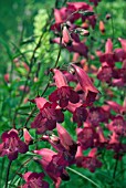 PENSTEMON GARNET