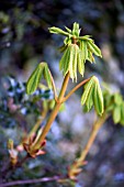 AESCULUS HIPPOCASTANUM