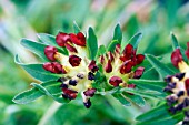 ANTHYLLIS VULNERARIA COCCINEA