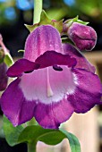 PENSTEMON PURPLE PASSION