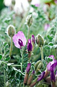 ASTRAGALUS UTAHENSIS