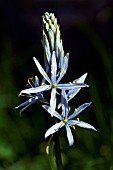 CAMASSIA CUSICKII