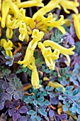 CORYDALIS WILSONII