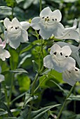 PENSTEMON WHITE BEDDER