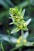 CRUCIATA LAEVIPES