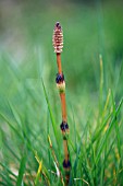 EQUISETUM ARVENSE