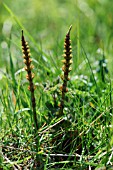 EQUISETUM ARVENSE