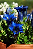 GENTIANA DINARICA