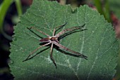 PISAURA MIRABILIS,  WOLF SPIDER