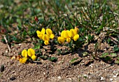 LOTUS CORNICULATUS