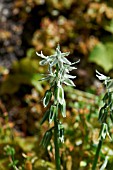 ORNITHOGALUM NUTANS