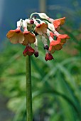 PRIMULA FLORINDAE RAYS RUBY