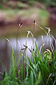 PLANTAGO LANCEOLATA