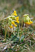 PRIMULA VERIS