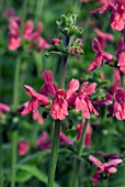 STACHYS COCCINEA