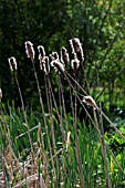 TYPHA LATIFOLIA