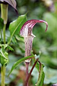 ARISAEMA ISHIZUCHIENSE