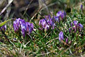 ASTRAGALUS DANICUS