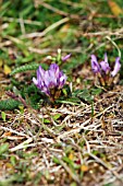 ASTRAGALUS DANICUS