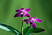 DENDROBIUM BERRY ODA