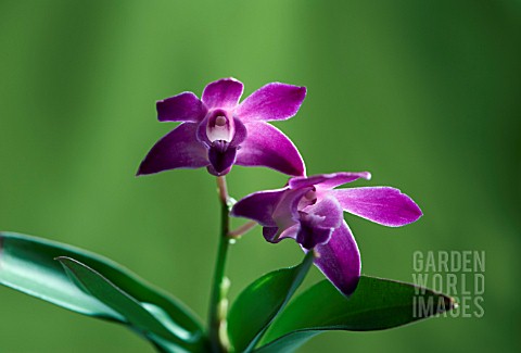 DENDROBIUM_BERRY_ODA