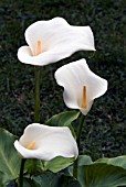 ZANTEDESCHIA AETHIOPICA,  ARUM LILY