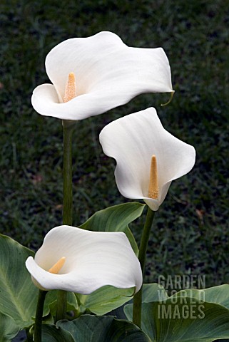 ZANTEDESCHIA_AETHIOPICA__ARUM_LILY