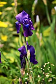 IRIS GERMANICA SABLE