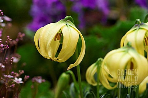 LILIUM_LOPHOPHORUM