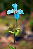 MECONOPSIS INVEREWE