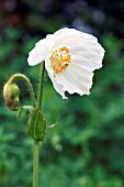 MECONOPSIS MARIT