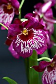 MILTONIA NEWTON FALLS