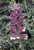 ACANTHUS DIOSCORIDIS PERRINGII (BEARS BREECHES)