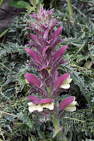 ACANTHUS_DIOSCORIDIS_PERRINGII_BEARS_BREECHES