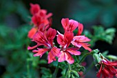 PELARGONIUM RED ROBIN