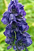 ACONITUM NAPELLUS CARNEUM (MONKSHOOD)