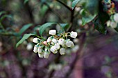 VACCINIUM CORYMBOSUM BLUE CROP