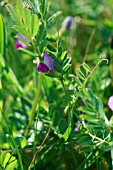 VICIA SATIVA