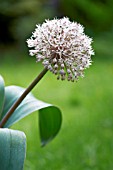 ALLIUM KARATAVIENSE