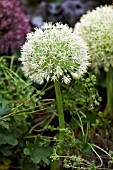 ALLIUM KARATAVIENSE IVORY QUEEN