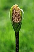 AMORPHOPHALLUS NAPALENSIS